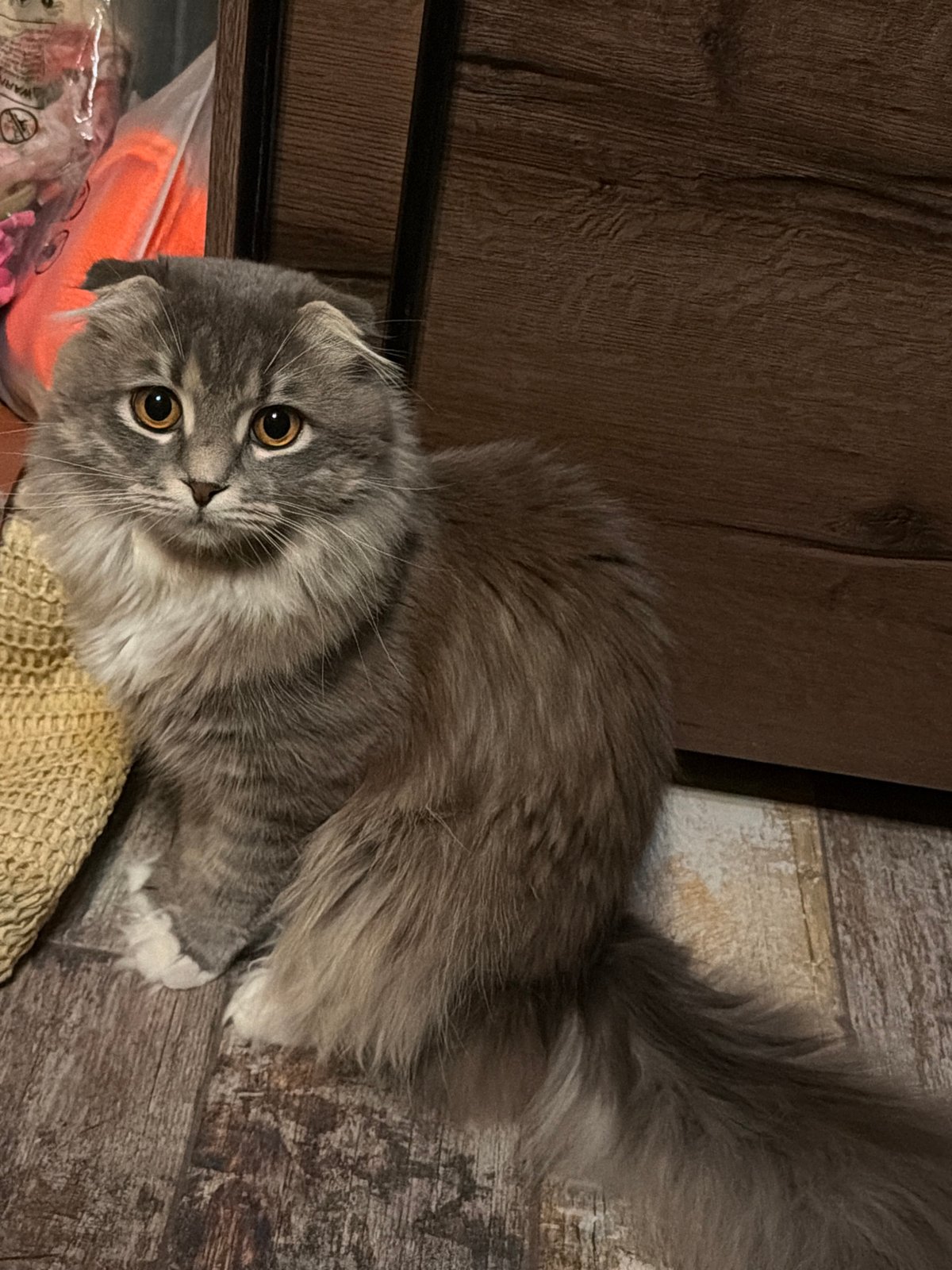 Scottish Fold cat at home in Vovchynets, Ukraine