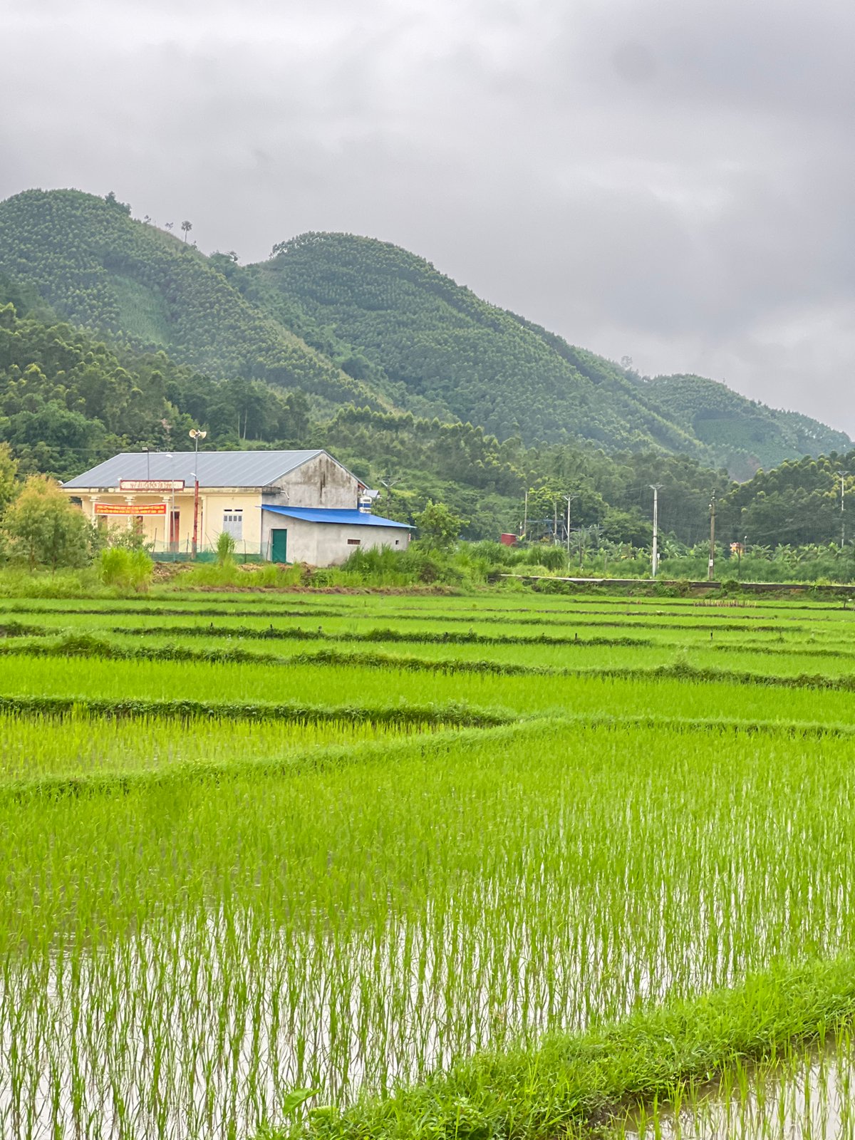 Terraced rice paddies under overcast skies, Tân Thanh Commune