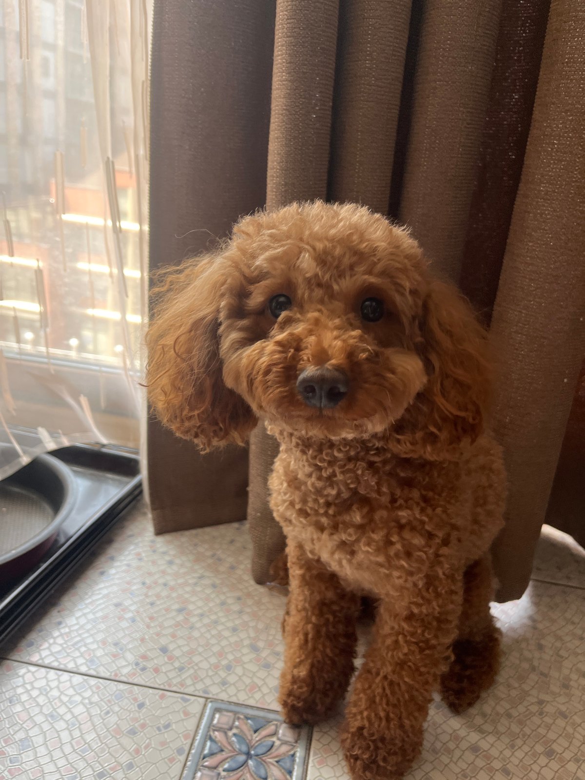 A poodle's lazy morning in Dnipro, with city glimpses