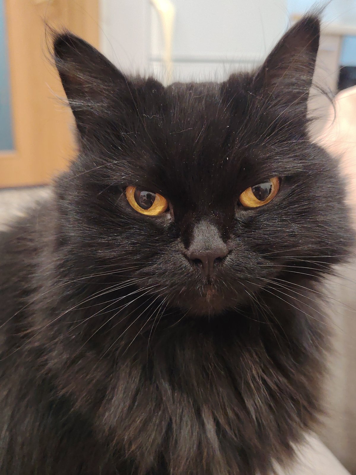 Close-up cat portraits from a Novosibirsk apartment