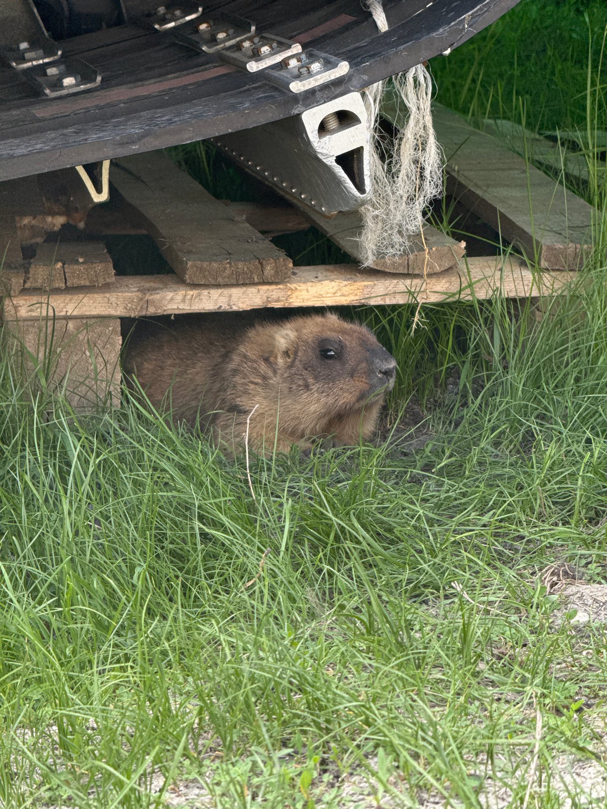 Wildlife and outdoor activity observed in Khvalynsk, Russia
