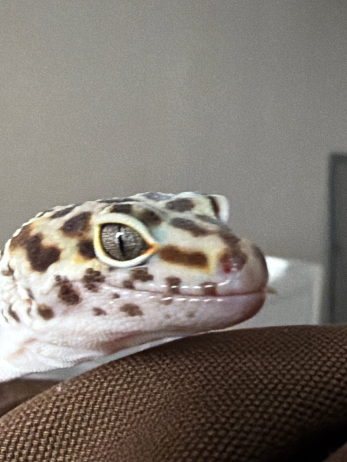 Pet owner documents leopard gecko's computer desk adventures in Izhevsk