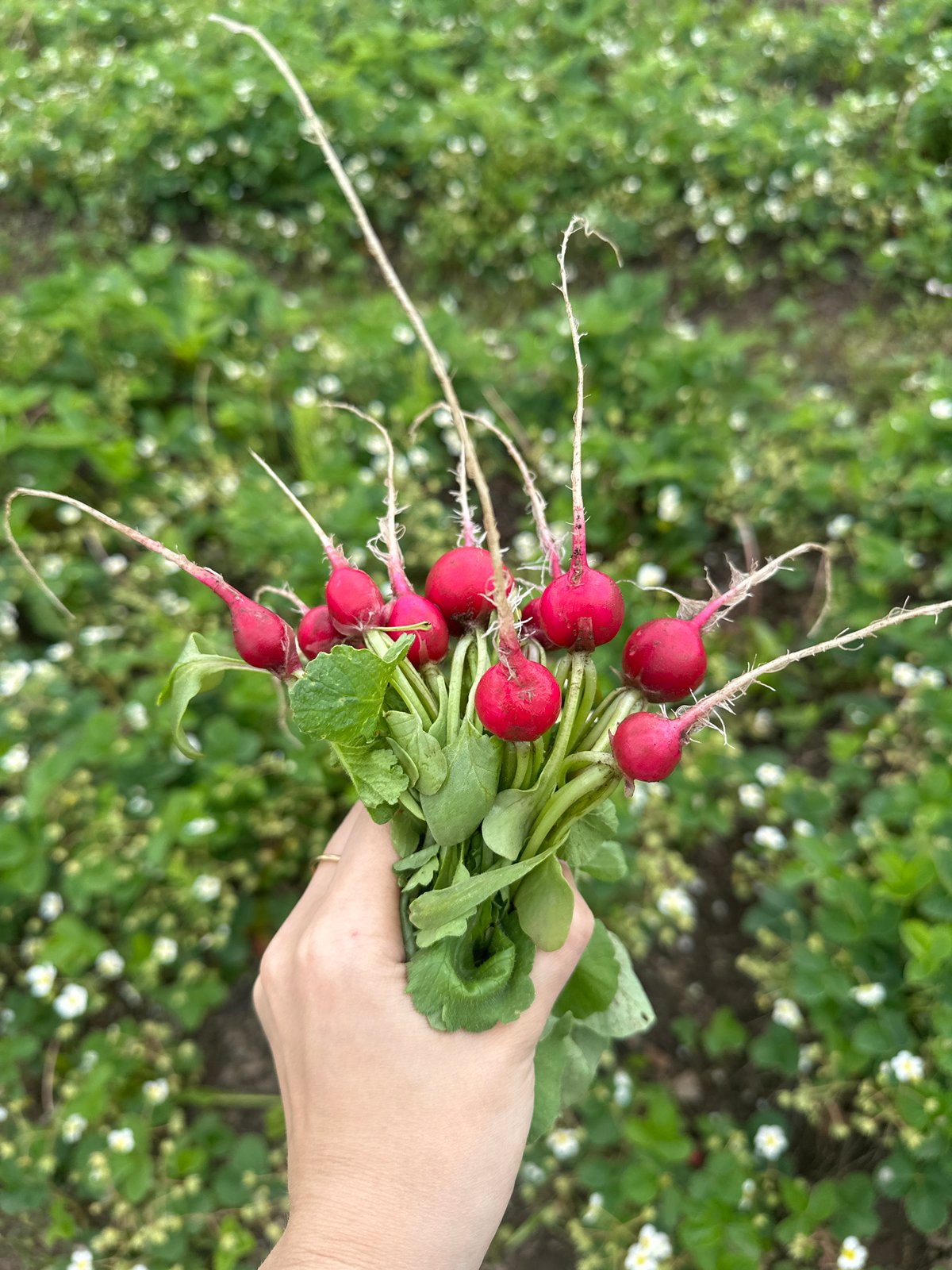 Fresh radishes harvested and washed in rural Russian village