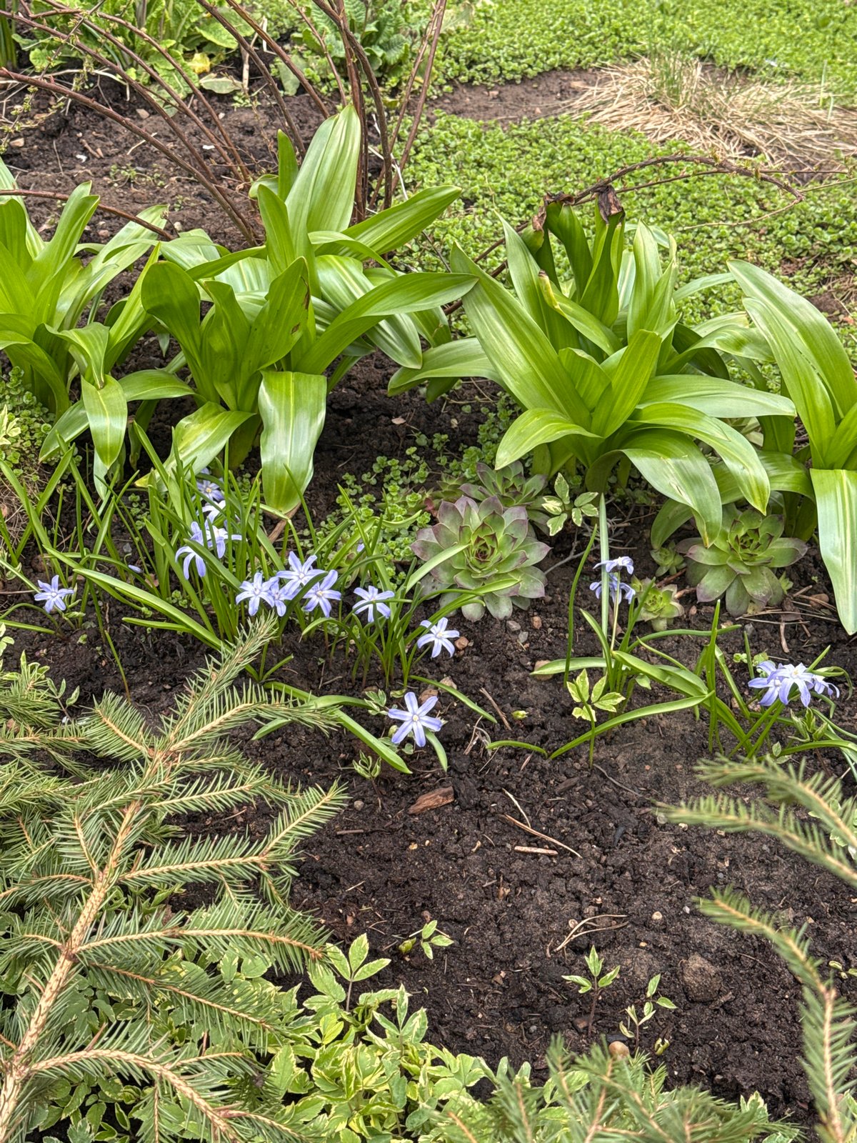 Woman documents spring morning in Chaikovsky with flowering gardens