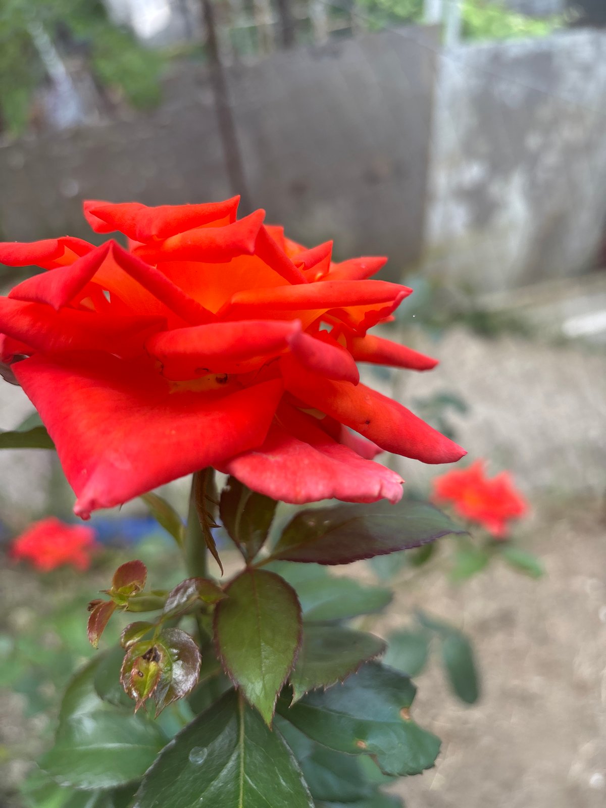 Summer morning in Sochi: flowers, bugs, and neighborhood life
