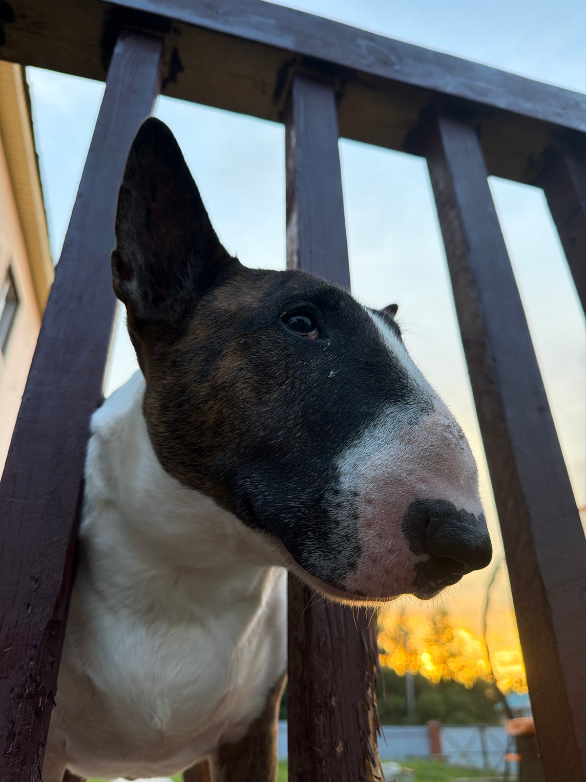 Backyard fire, marshmallows, and a nosy Bull Terrier at sunset