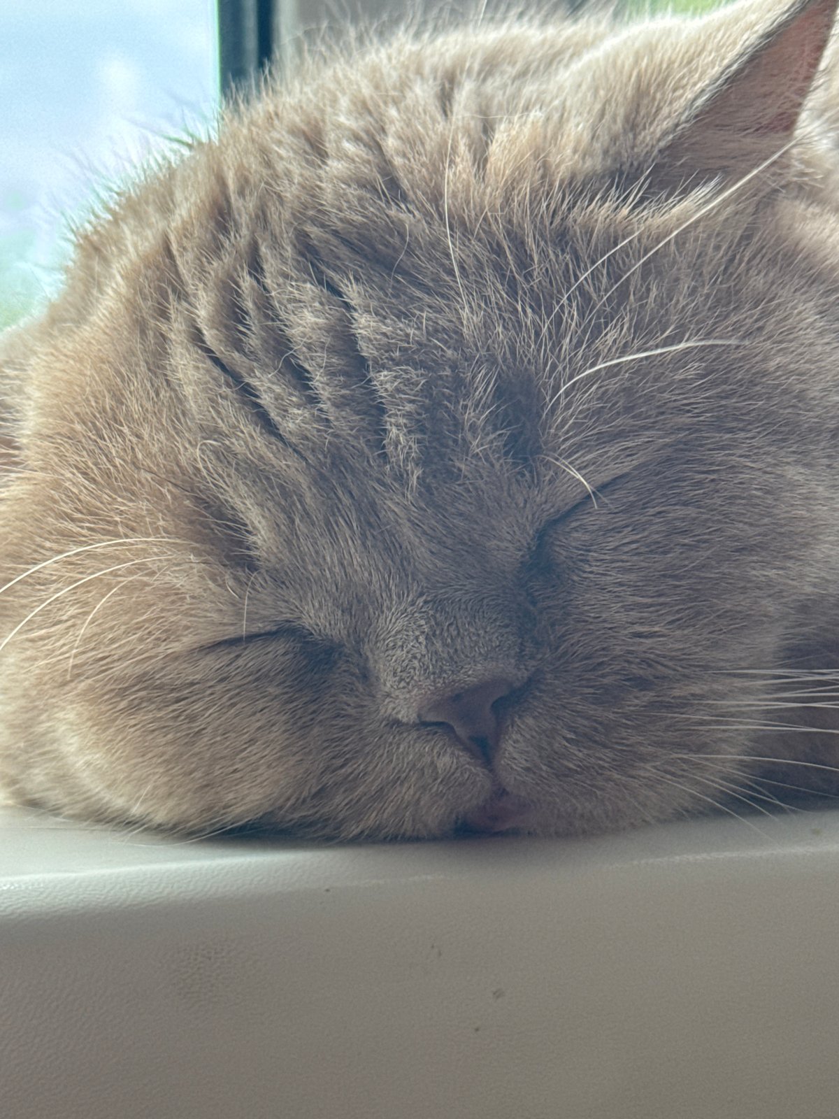 Cat naps on windowsill during quiet afternoon food preparation