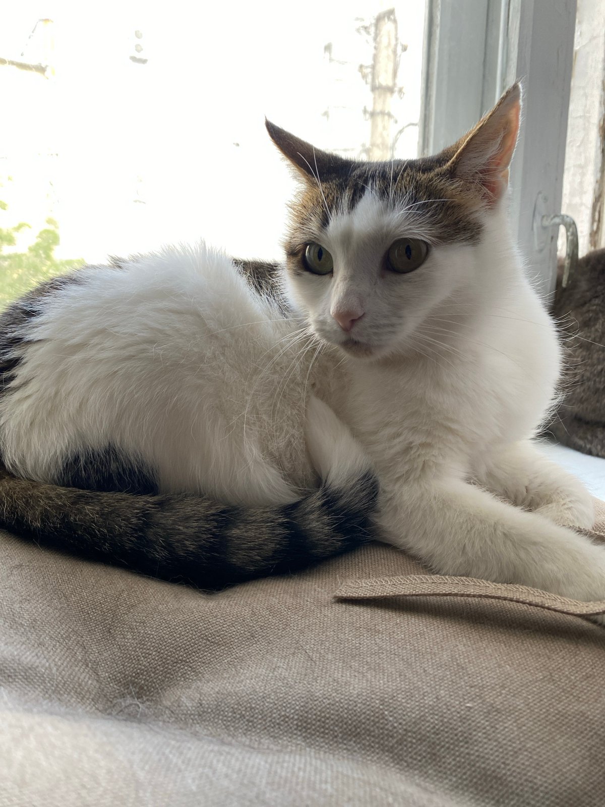Twelve cats, various breeds, indoors and out