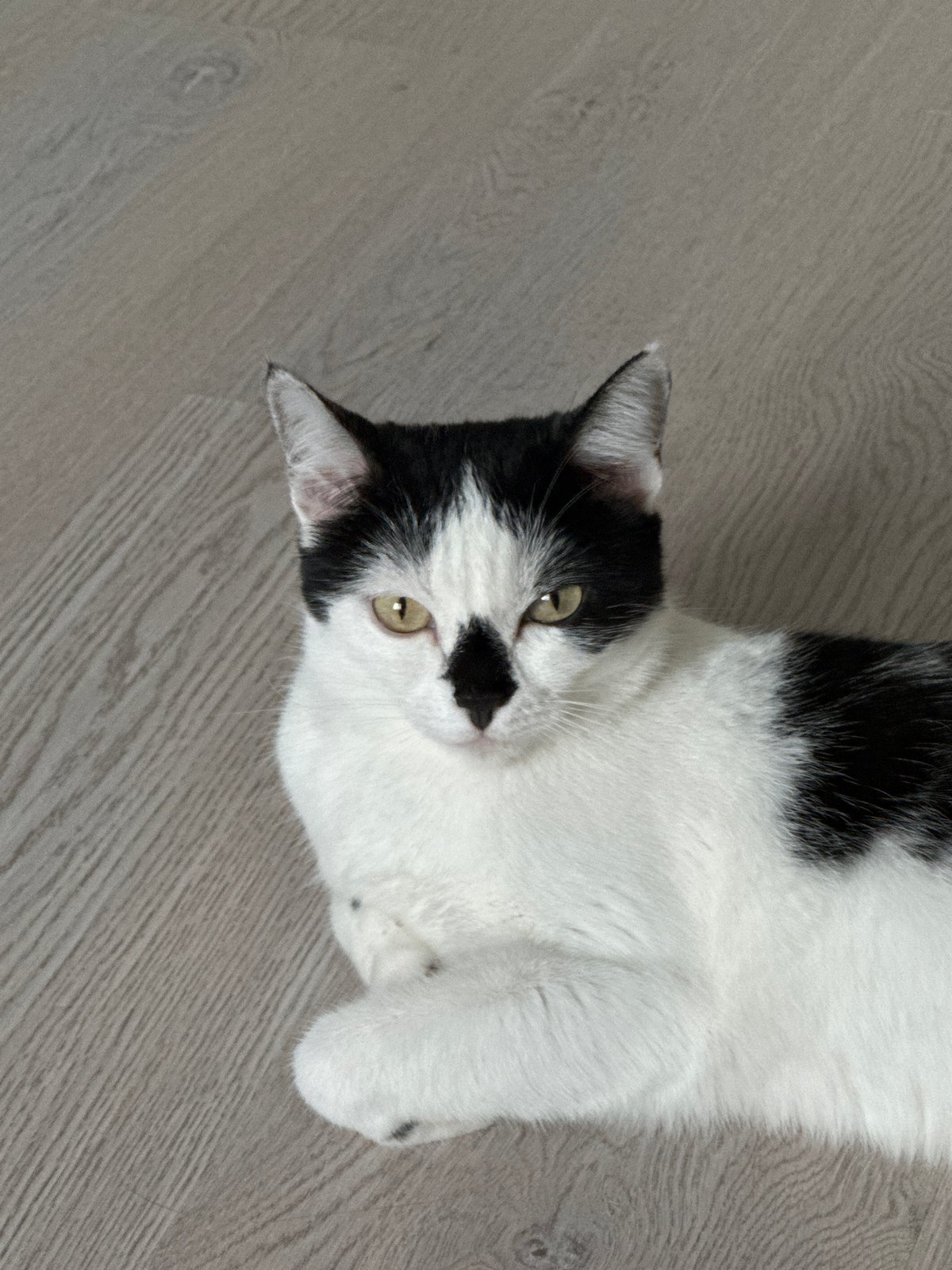 Black and white cat relaxing indoors in Kokshetau