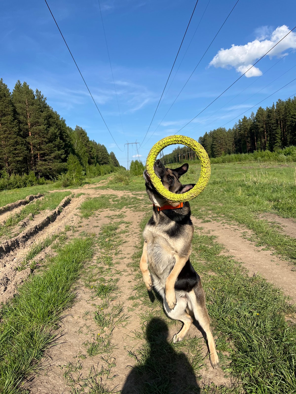 Dog walking session recorded in Nizhny Tagil forest area