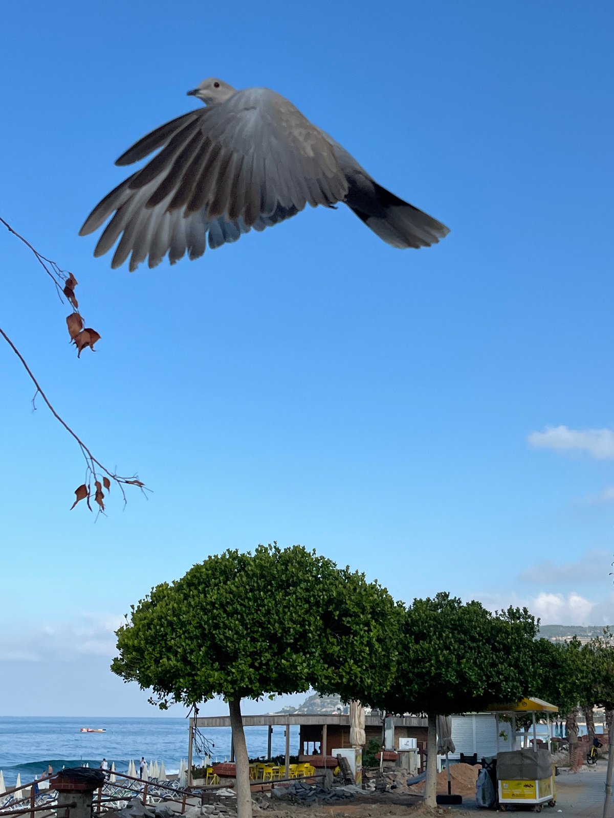 Morning moments captured across Alanya's coast and streets