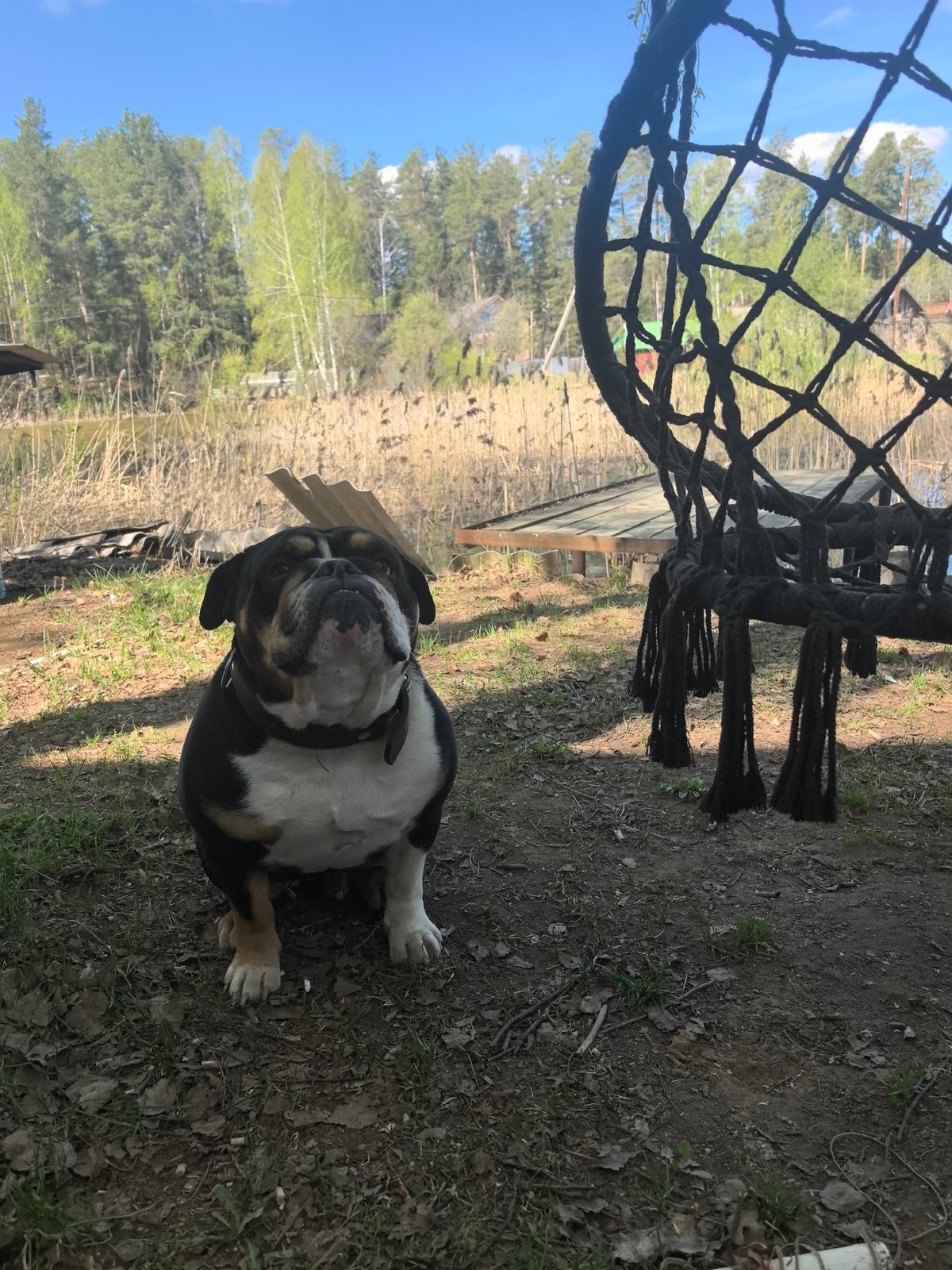 Rural moments with bulldog, beetle, pond documented in Noviy
