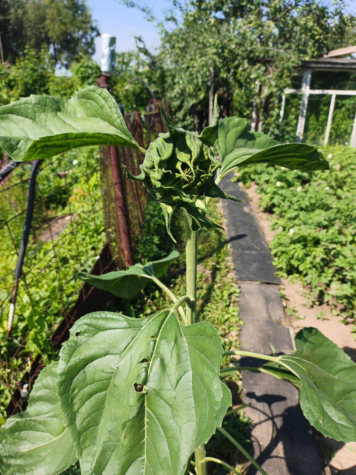 Summer garden life and backyard scenes in Kazan, Russia