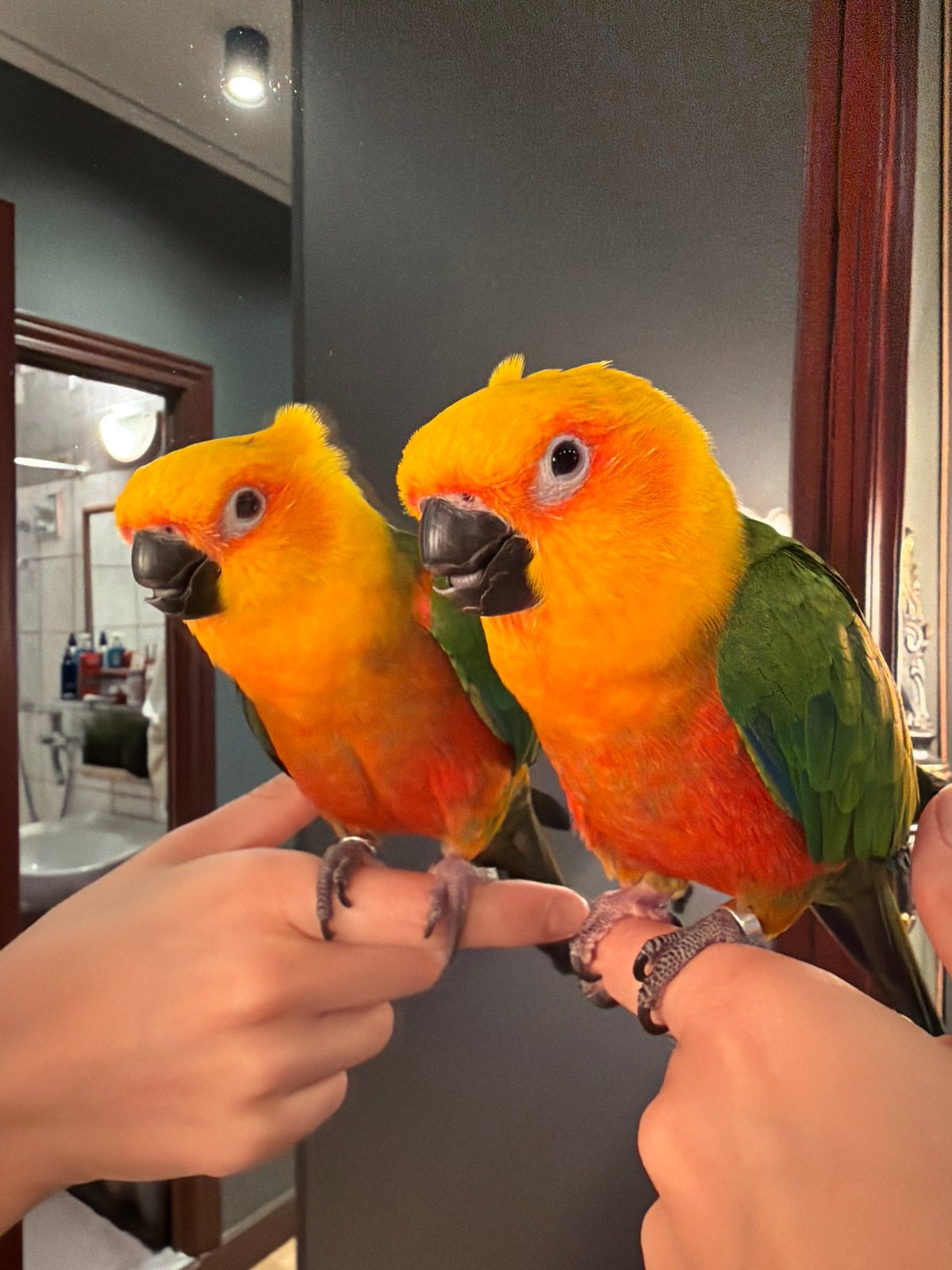 Child and Sun Conure Parrot Interaction Documented in Khimki