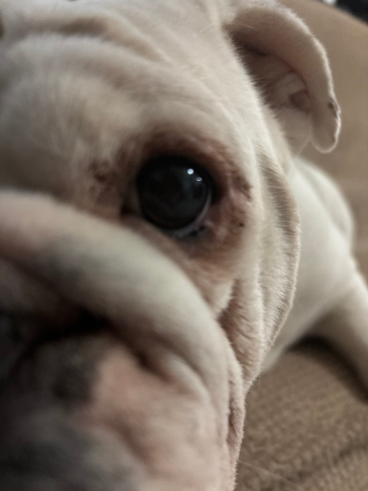 White bulldog photographed resting in Mexico City early morning