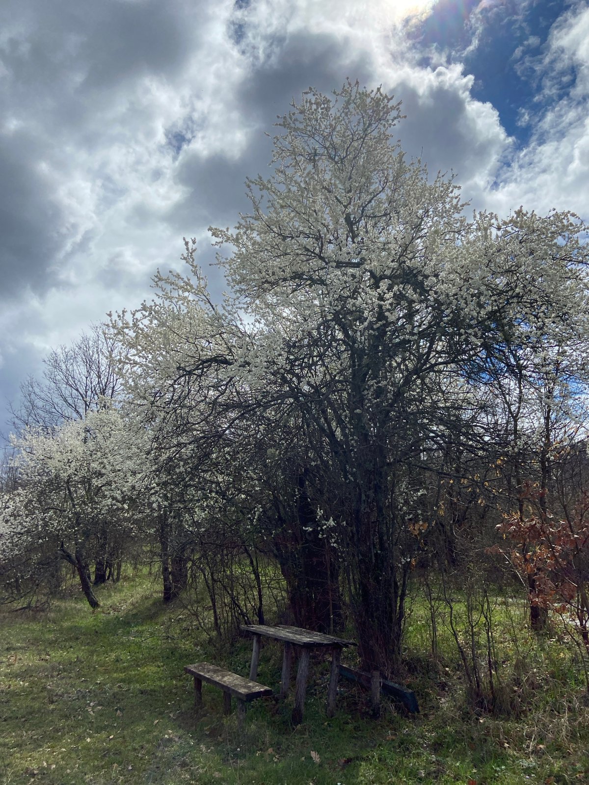 Spring blossoms captured near Mindia, Bulgaria