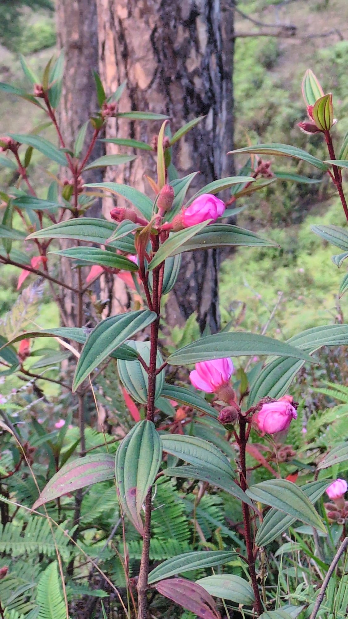 Sunset and flora documented in Lạc Dương pine forests