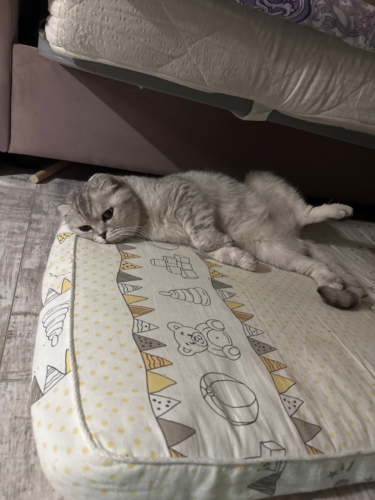 Gray cat observed resting on child's patterned bed