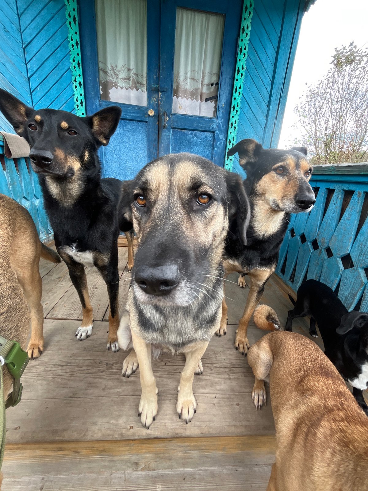 Pack of dogs at a blue Russian wooden house, Nizhny Tagil
