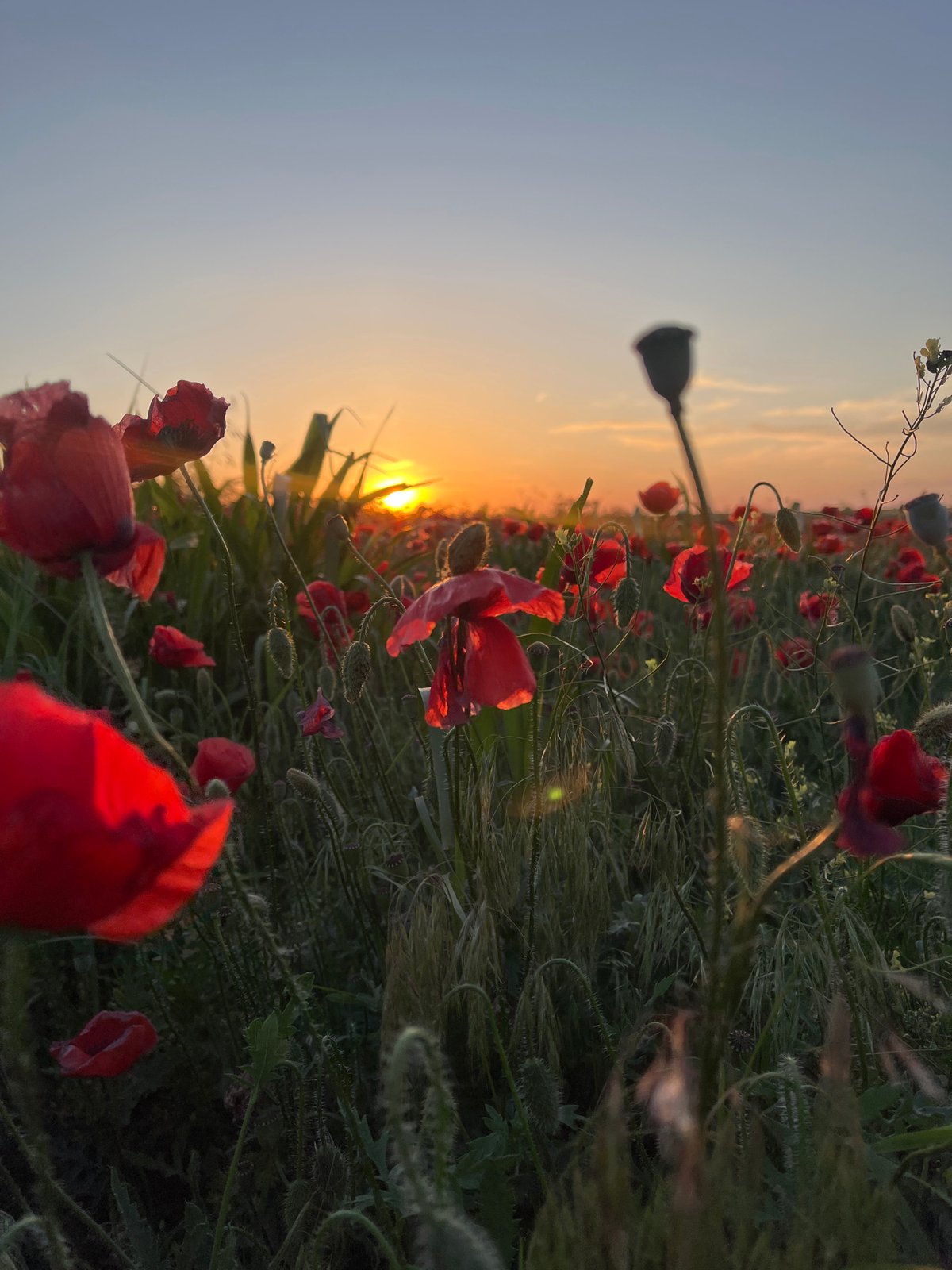 Red poppy field captures golden sunset in Trastenik, Bulgaria