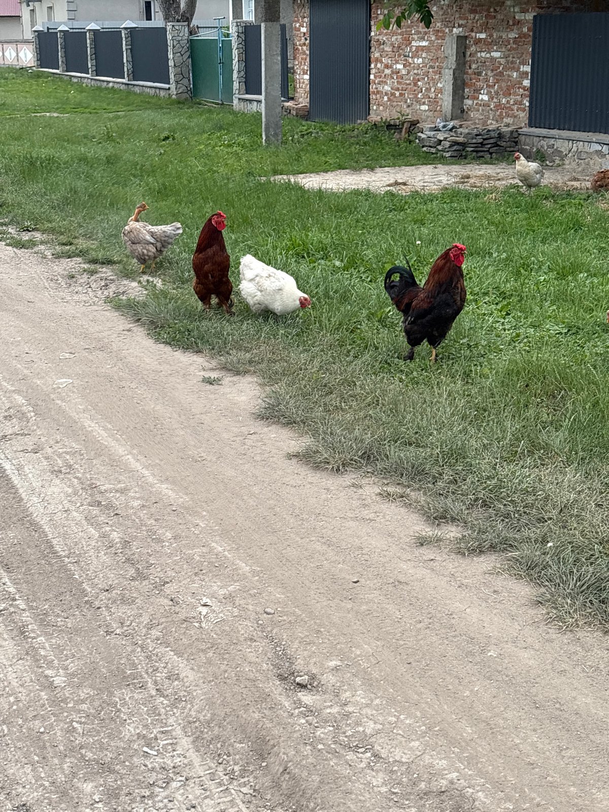 Quiet morning stroll through a rural village with animals and gardens