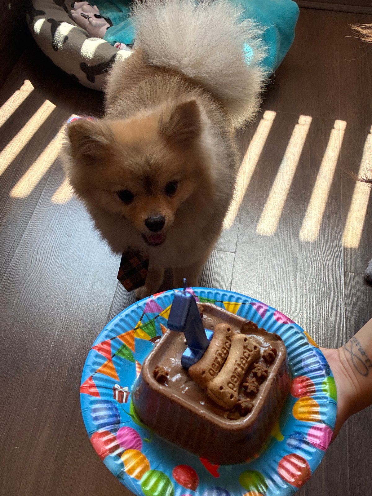 Pomeranian celebrates first birthday with cake in Plovdiv, Bulgaria