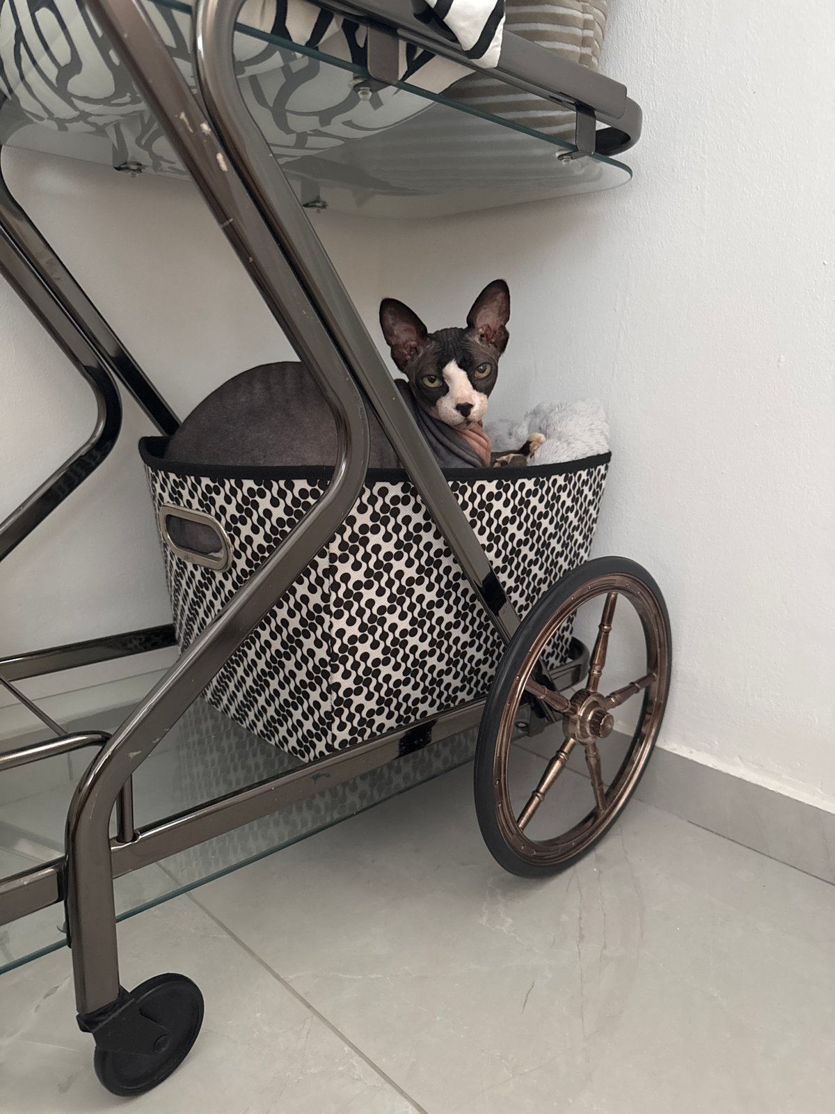 Sphynx cat lounging around home in Netanya