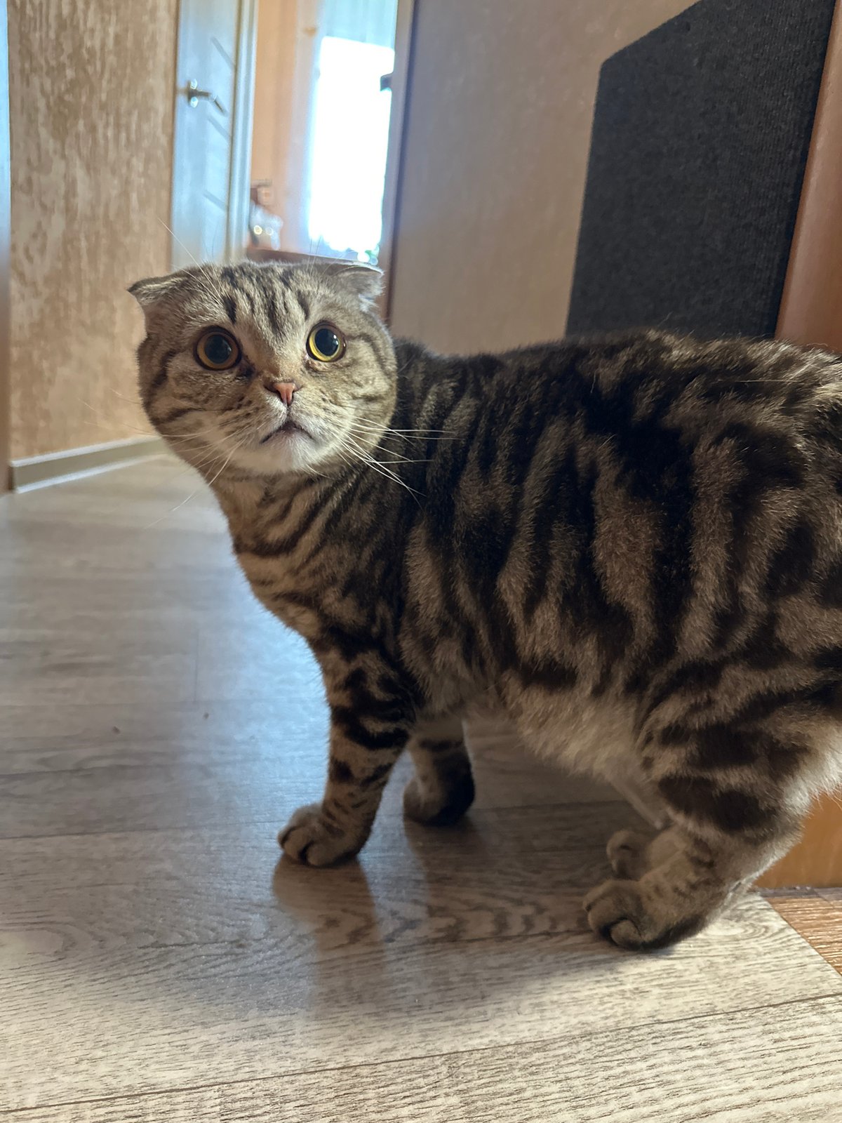 Coastal port scenes and a Scottish Fold cat at home