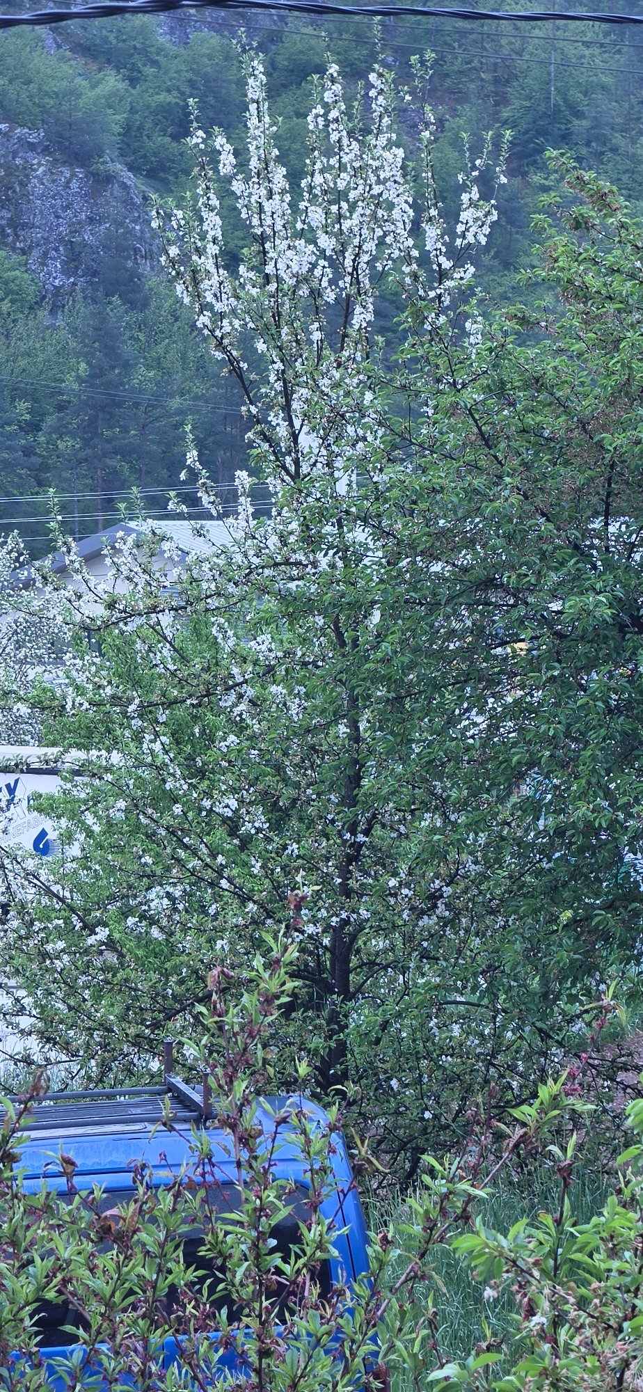 Spring blooms documented in Rudozem, Bulgaria
