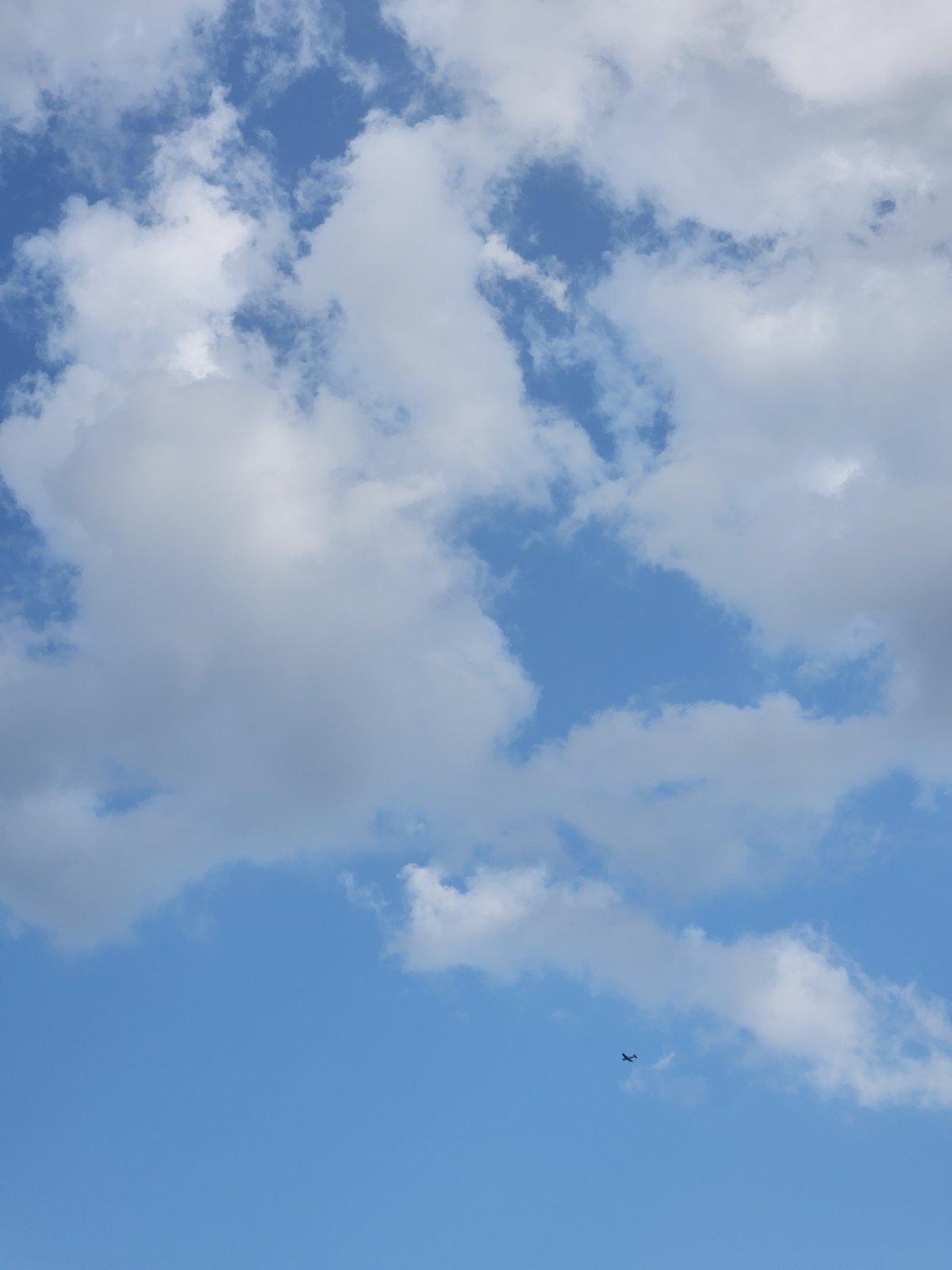 Dog walk and nature details at Cranes Roost Park, Altamonte Springs