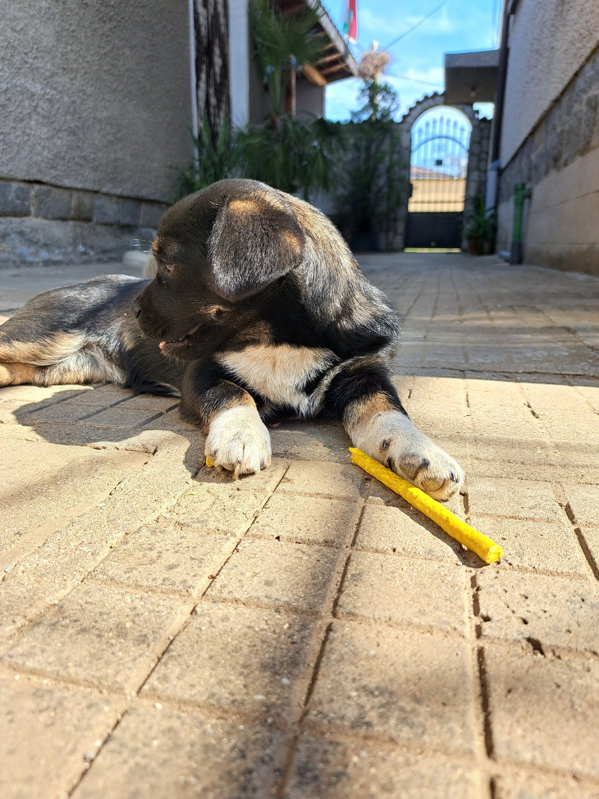 Dog plays with yellow toy on paved street