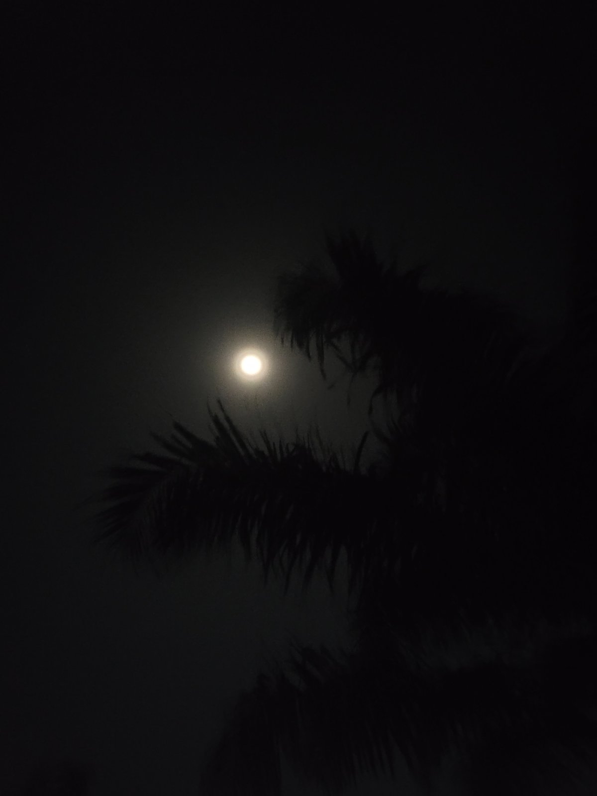 Moon photographed through palm trees in Markurdi, Nigeria