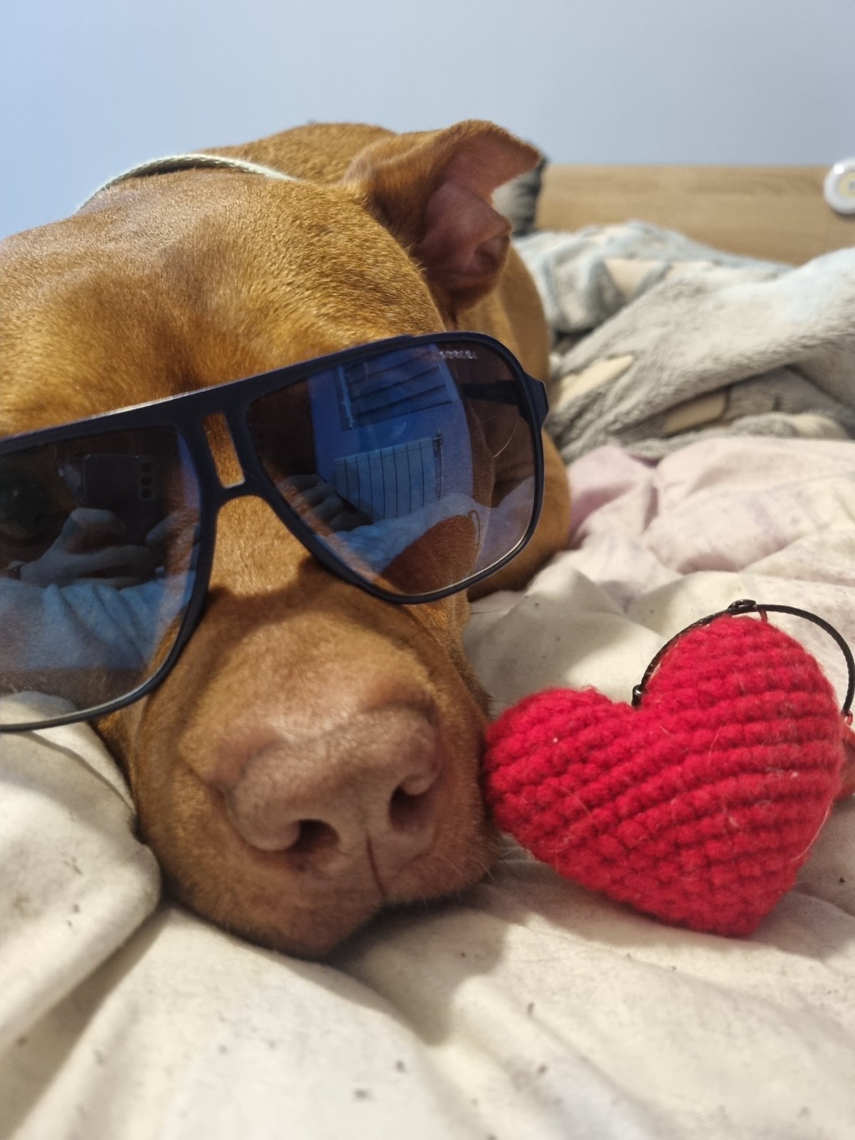 Brown dog photographed wearing accessories in domestic setting