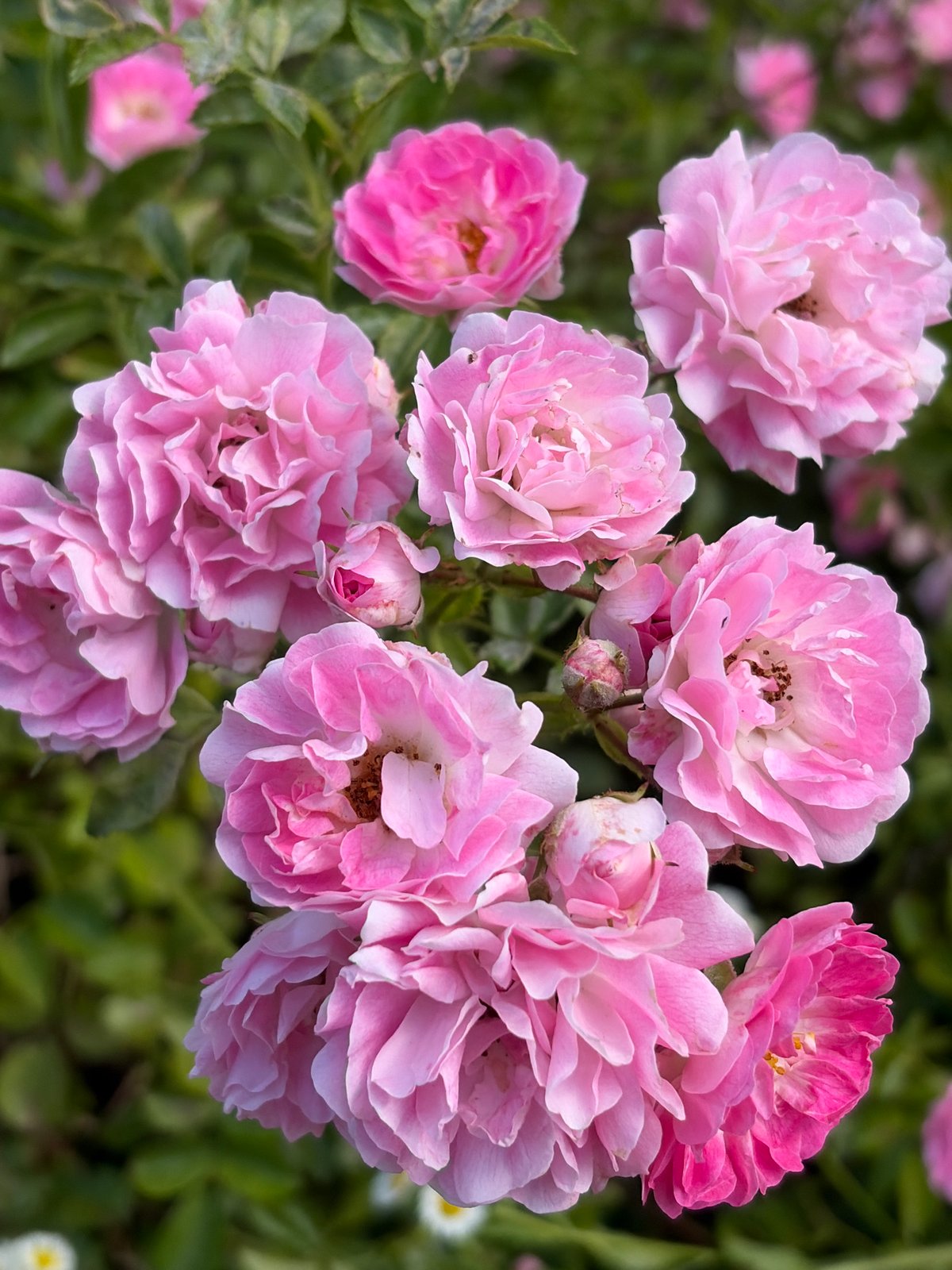 Pink roses and white hydrangeas blooming in a Kaliningrad garden