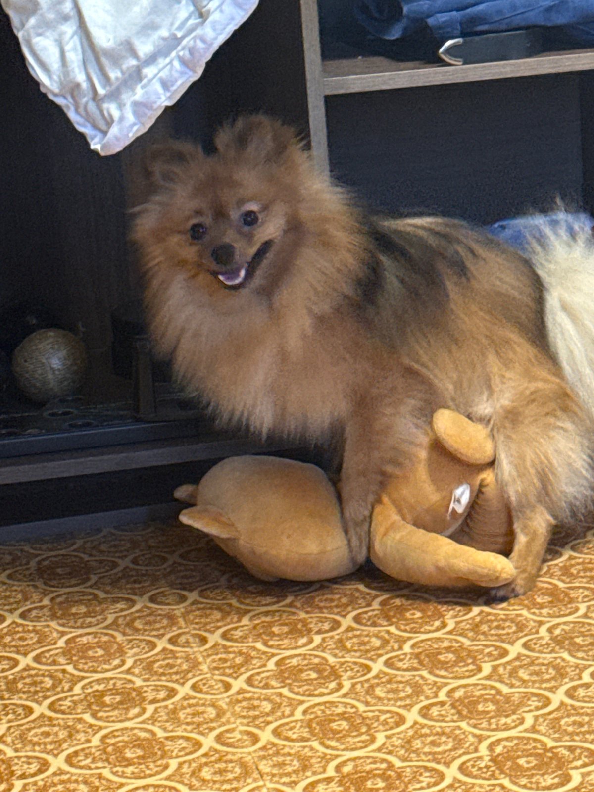 An evening at home with a Pomeranian and a black cat