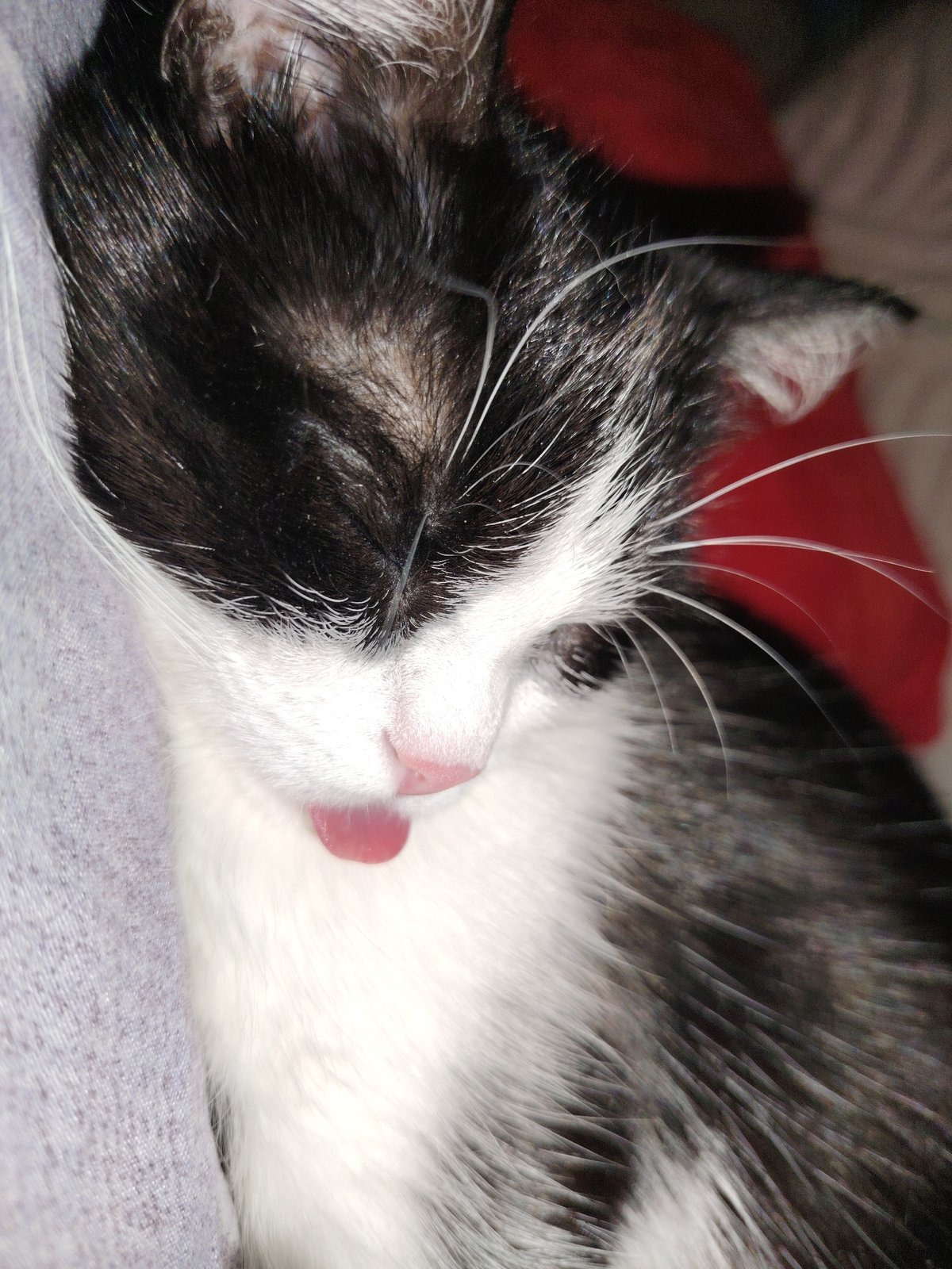Sleeping Black and White Kitten Documented by Multiple Witnesses