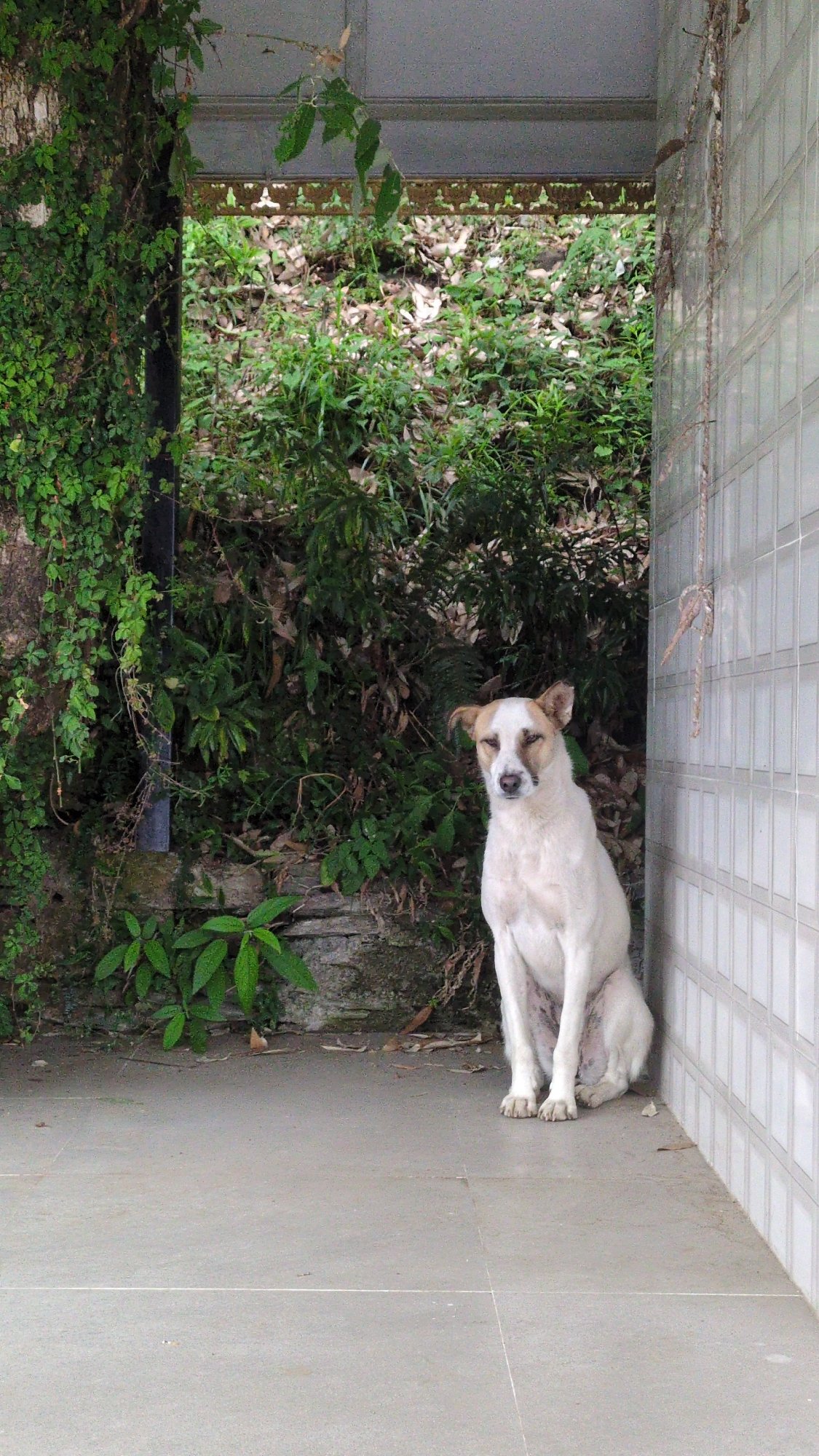 Dog sleeps in concrete corner near wall and vegetation