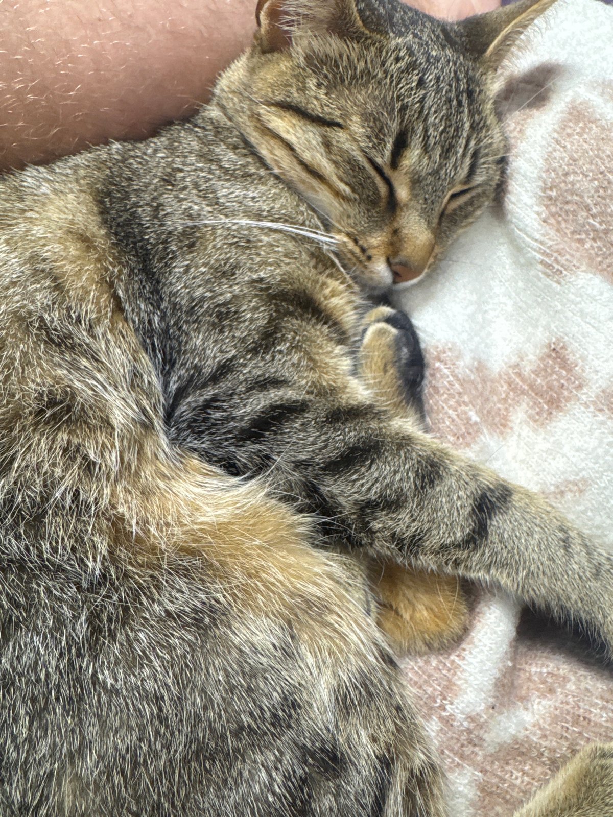 Street cats draw attention near buses in Shumen