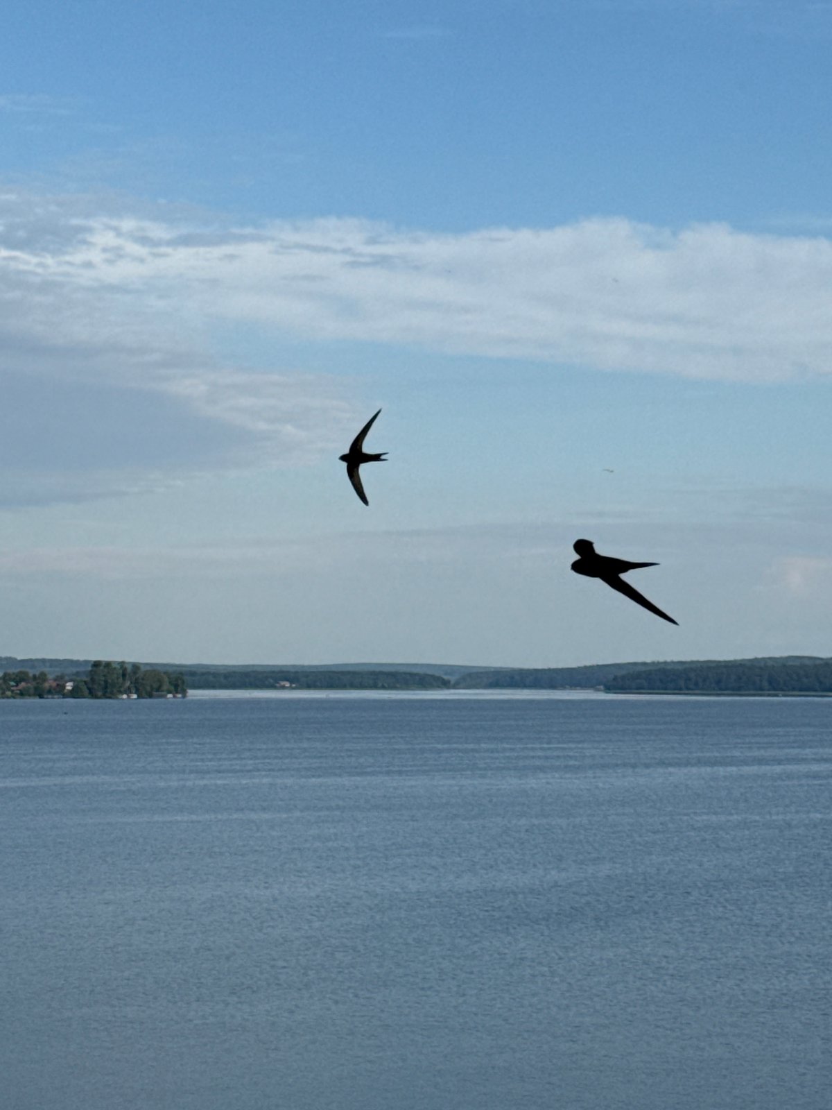 Swifts over the Votkinsk Reservoir on a calm summer morning