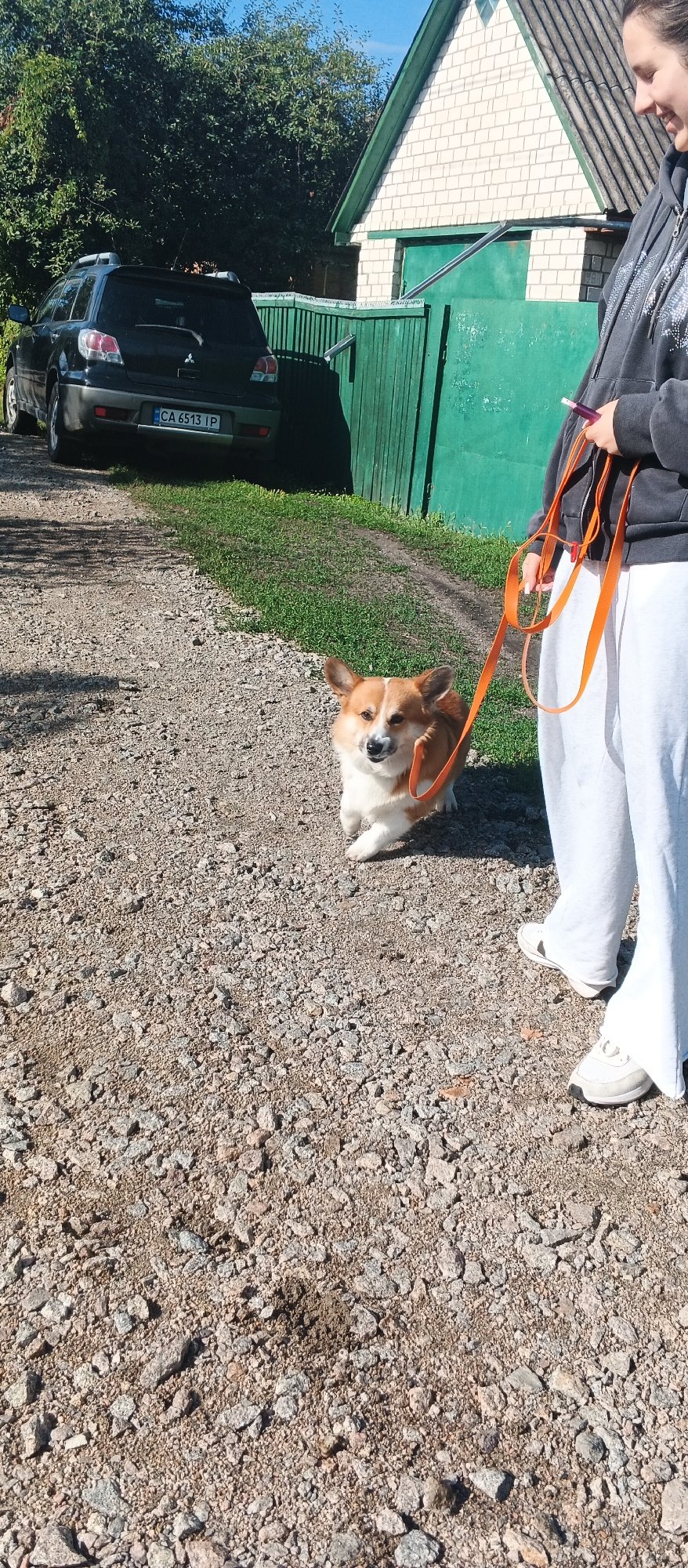 Summer morning in Smila: gardens, cats, and a corgi