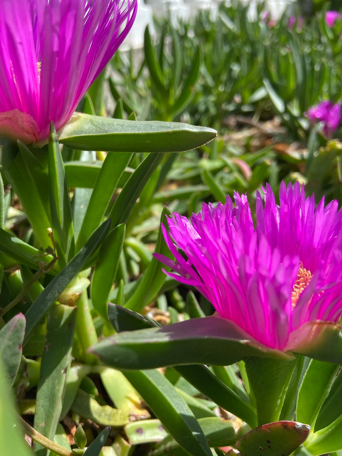 Magenta ice plants documented flowering in Budva, Montenegro