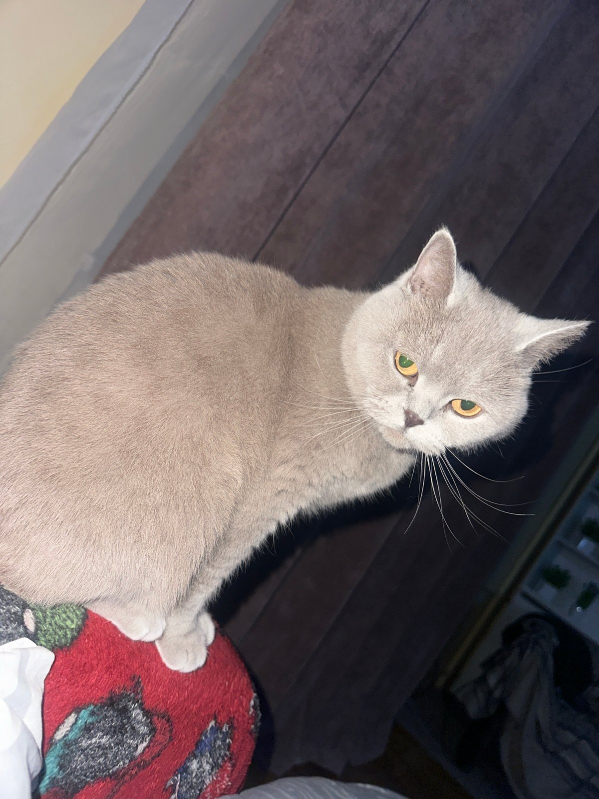 Gray cat with golden eyes documented indoors in Ternopil