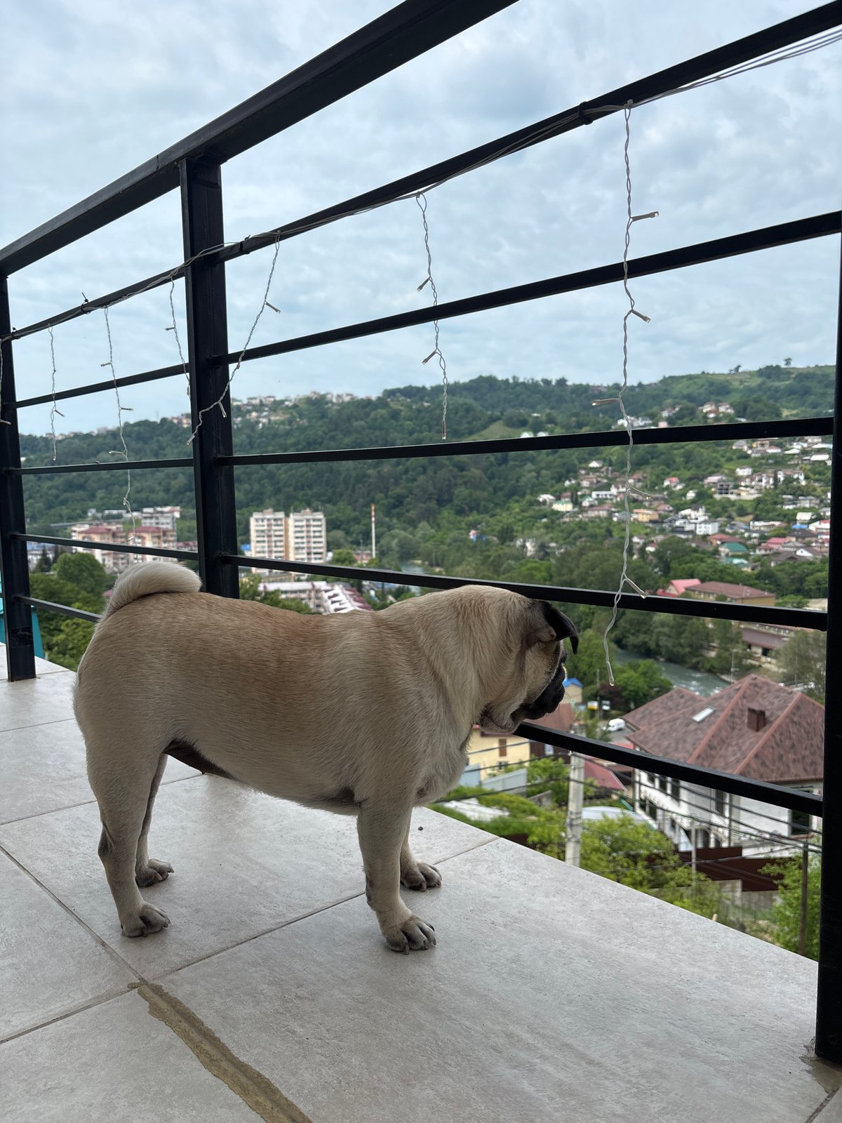 Sochi resident documents morning moments with pug and personal items
