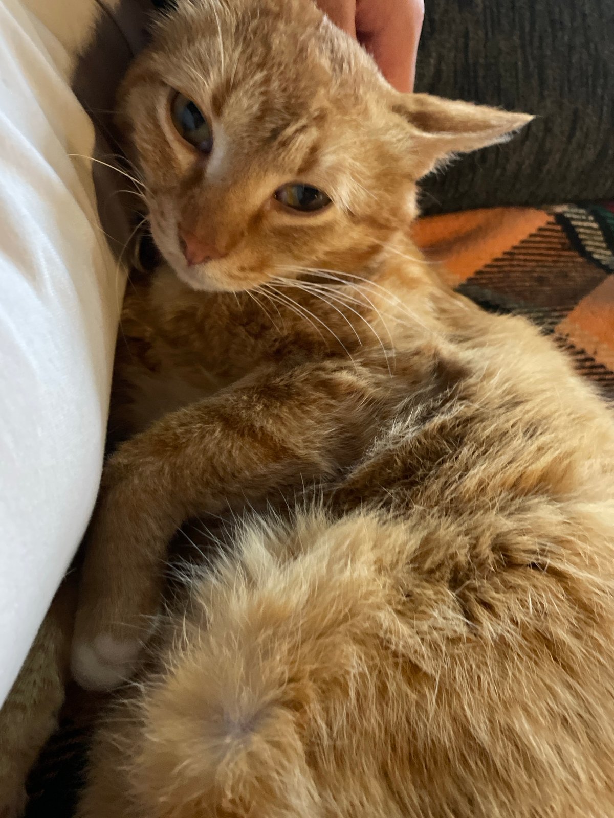 Orange tabby cat documented during afternoon rest in Zlatograd