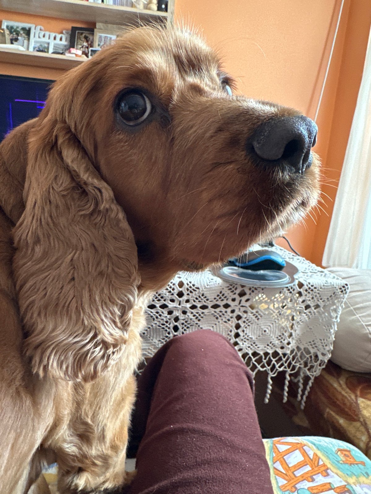 Cocker spaniel photographed in close-up shots in Sofia