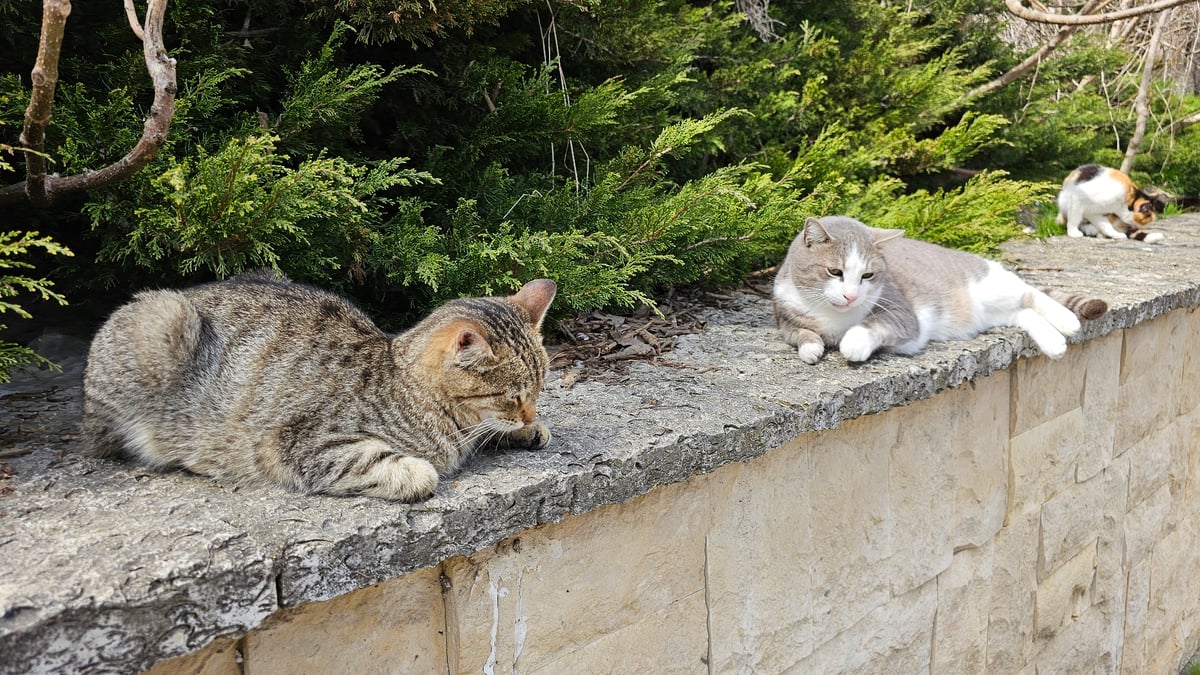 Cats spotted napping around Varna, Bulgaria beaches Monday morning