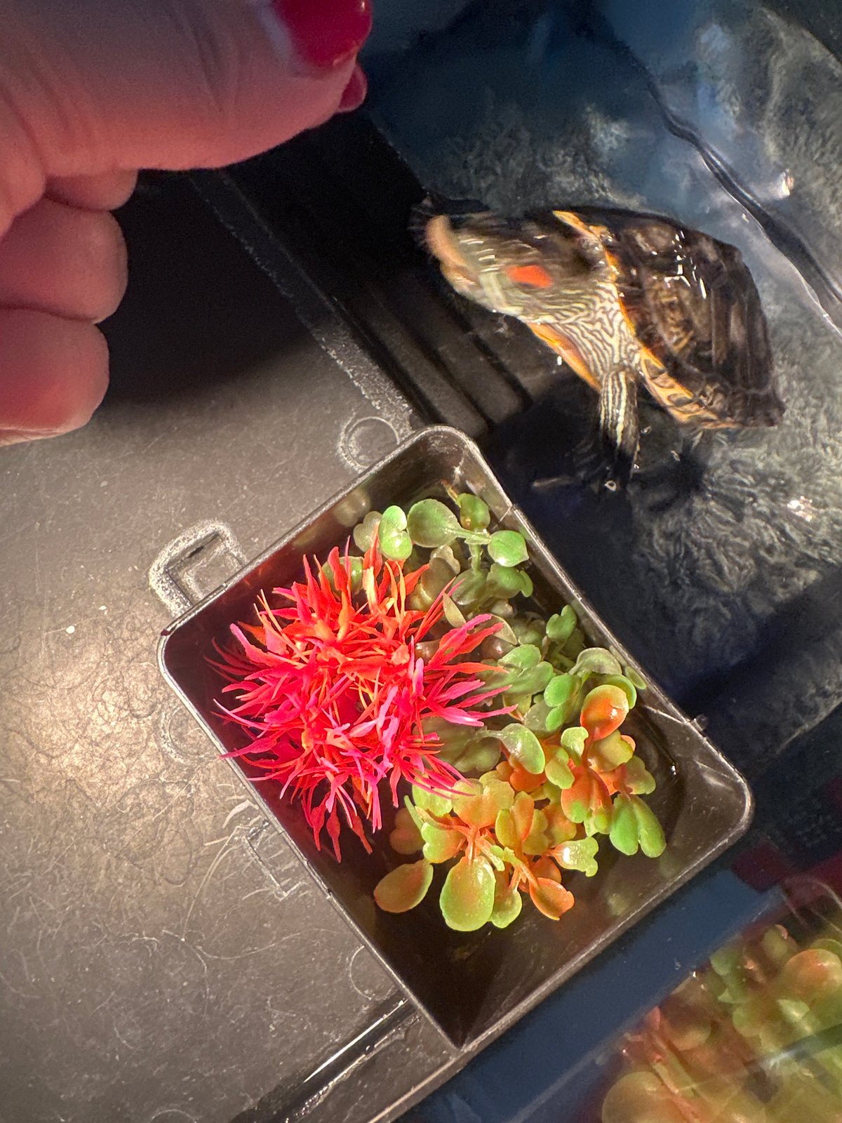 Home morning in Novoaltaysk: turtle feeding and floor vacuuming