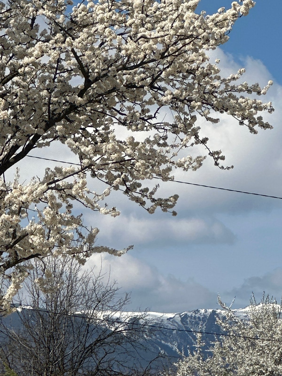 Spring scenes with blooming trees, ATVs, and Samoyed dog