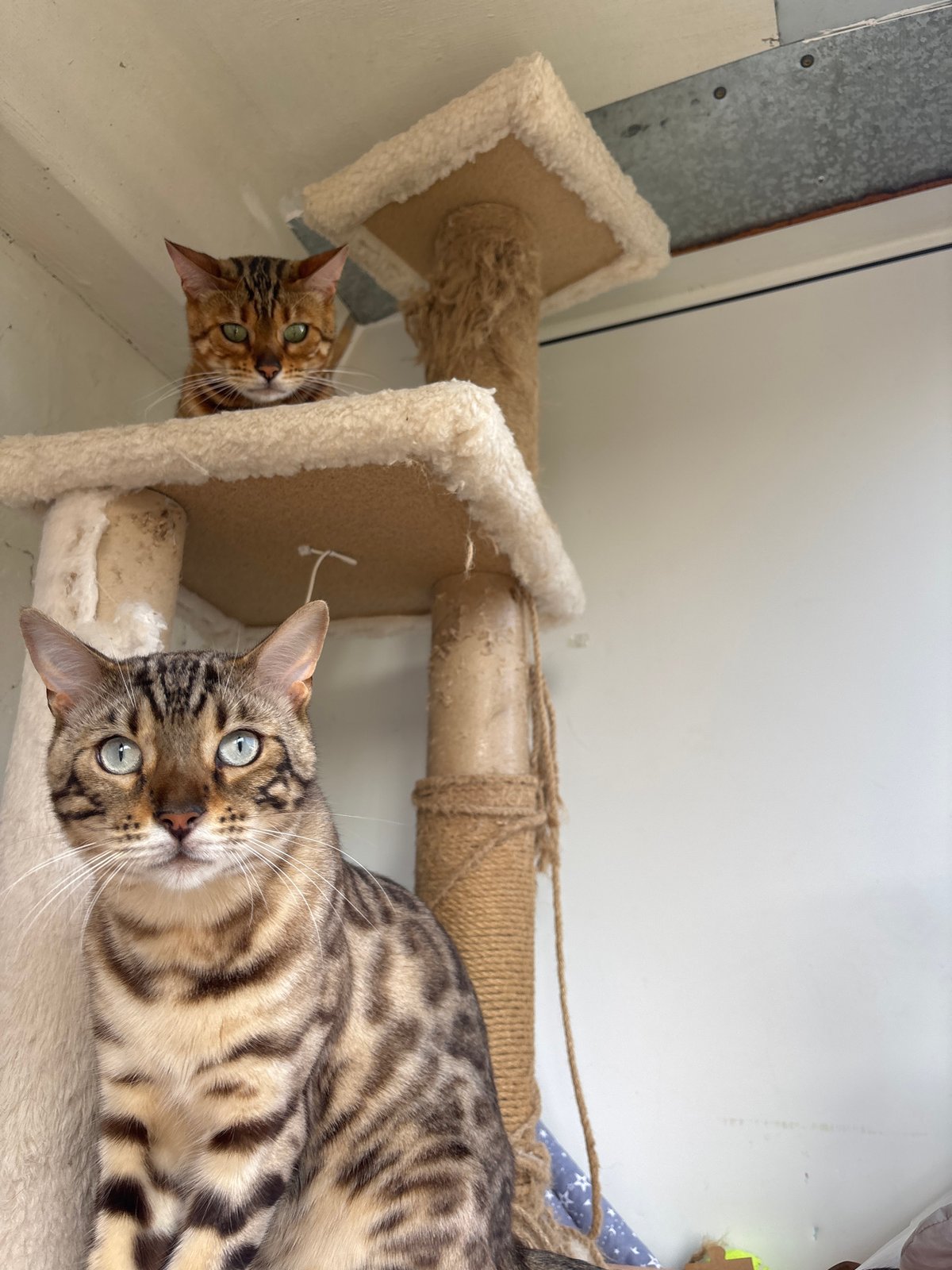 Bengal cats and a tabby at home in Noviy, Russia