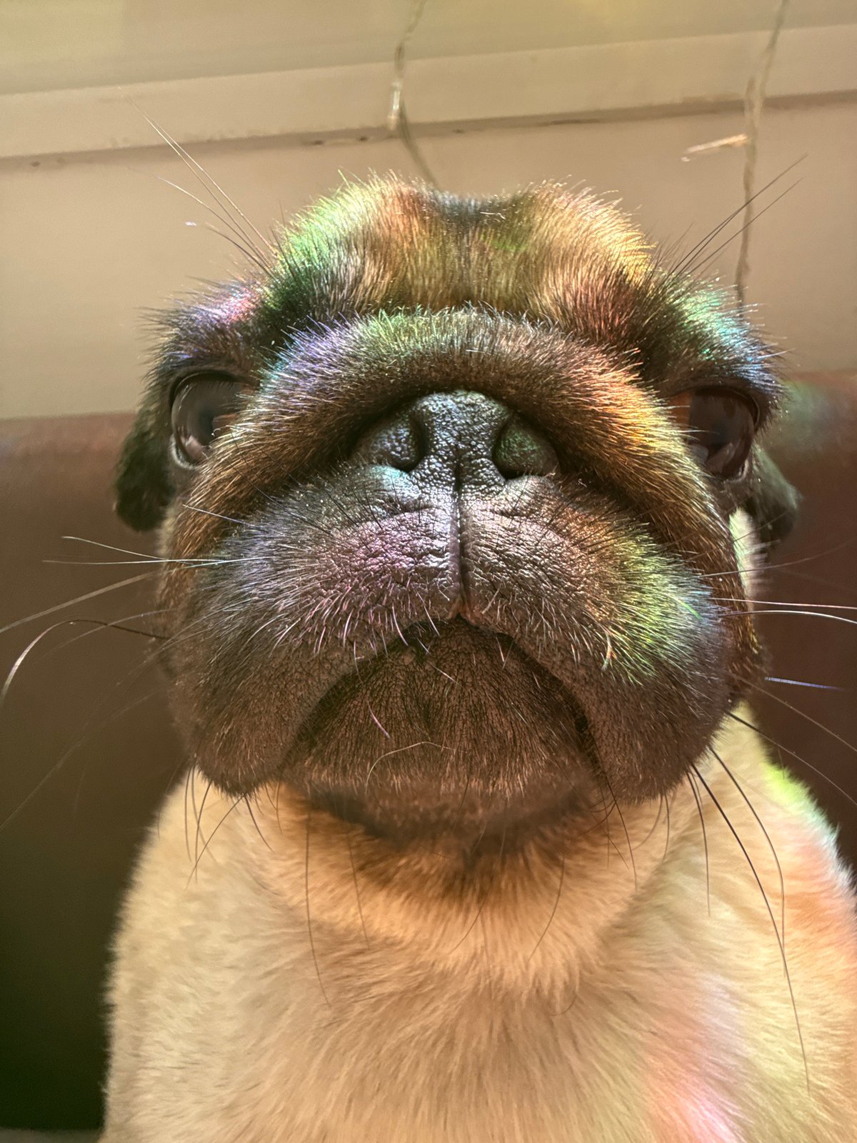 Pug relaxing indoors with rainbow light reflections